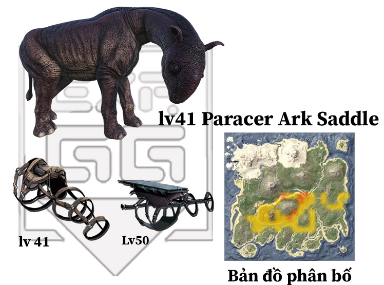 paracer