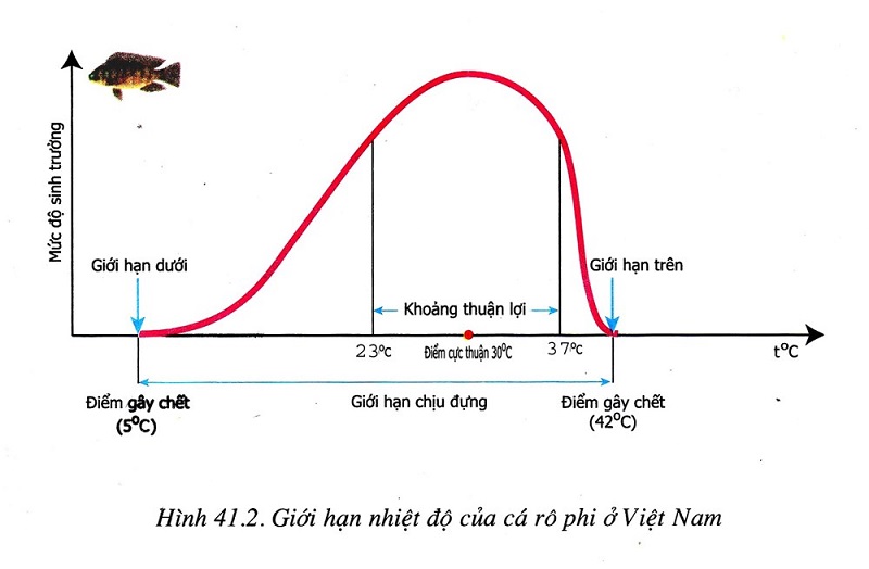 Hệ sinh thái là gì? Vai trò của hệ sinh thái rừng trong môi trường thiên nhiên - KHBVPTR