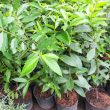 lá vối có tác dụng gì