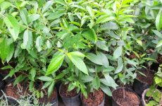 lá vối có tác dụng gì