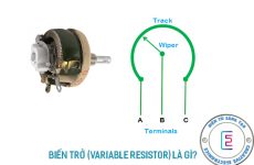 thường biến là gì