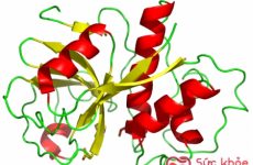 enzyme là gì
