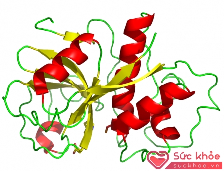 enzyme là gì