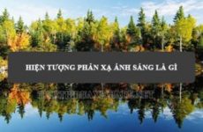 phản xạ là gì