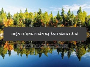 phản xạ là gì
