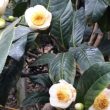 hoa hải đường là hoa gì