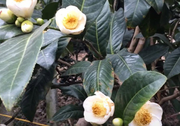 hoa hải đường là hoa gì