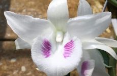 lan đột biến là gì