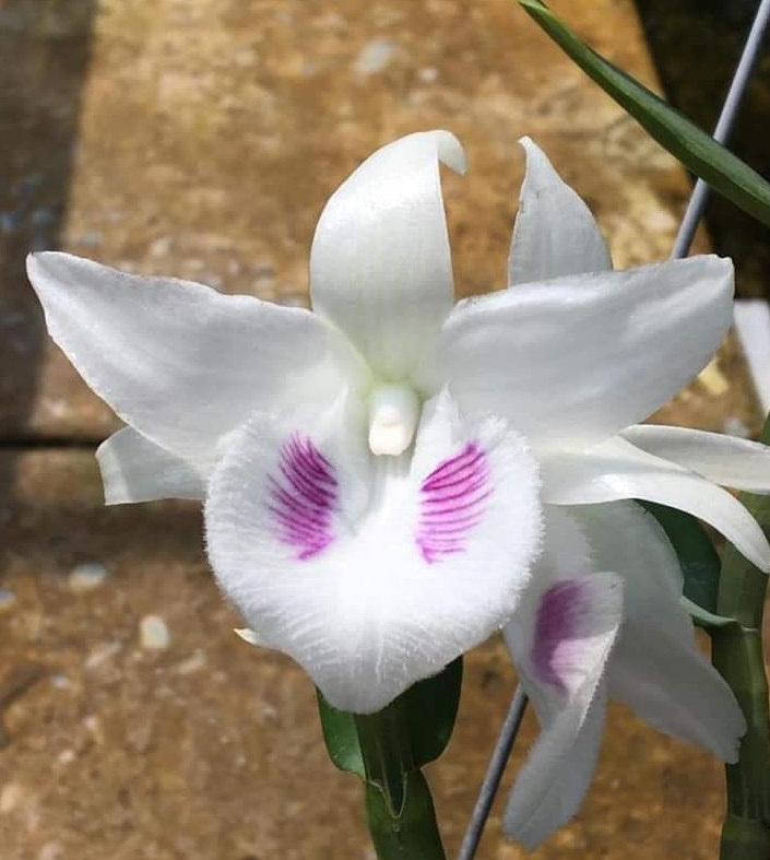 lan đột biến là gì