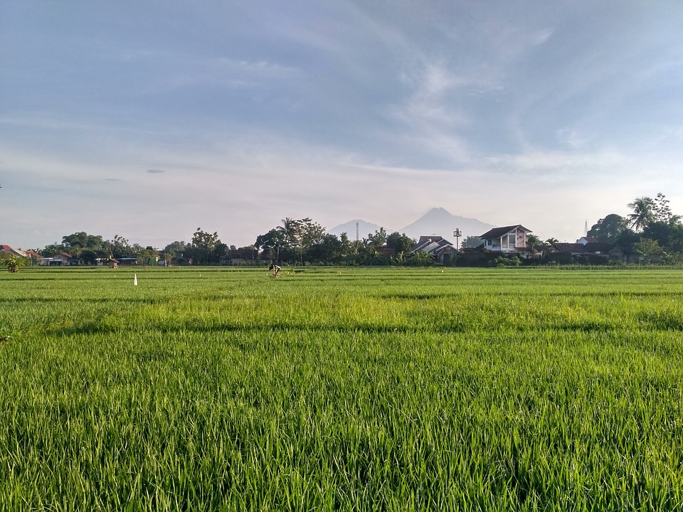 Thâm canh là gì? Vai trò và bản chất của thâm canh - Phân Bón Huy Long