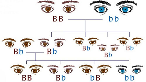Mắt biếc là gì? Góc nhìn "mắt biếc" trong Phim ảnh và Y học
