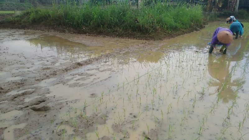 quê hương là gì