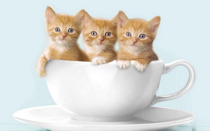 Mlem là gì? Nguồn gốc và ý nghĩa của mlem trên facebook? [DBK.vn]