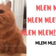mlem mlem là gì