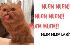 mlem mlem là gì