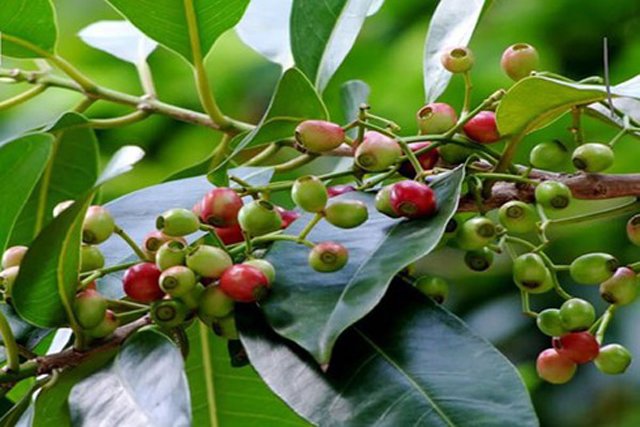 Tác dụng uống nước lá vối đối với sức khỏe
