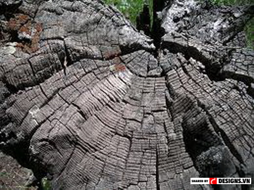 Texture là gì?