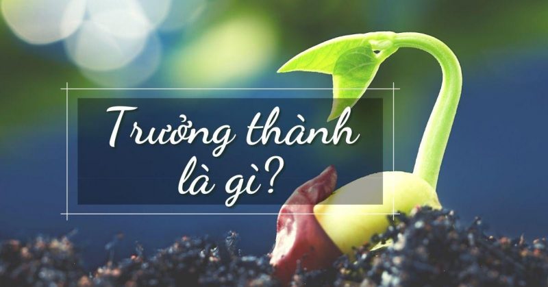 trưởng thành là gì