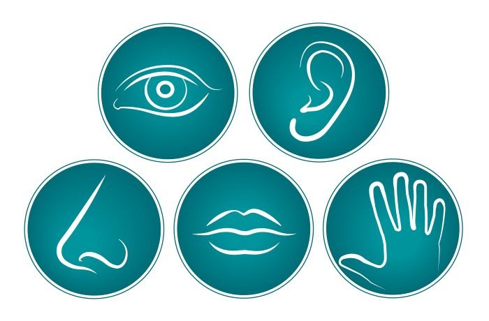 Xúc giác là gì? Tổng quan về 5 giác quan của con người