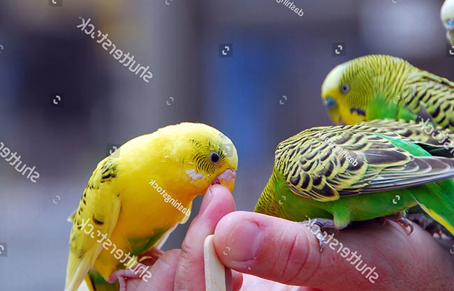 5 loài chim biết nói tiếng người được săn lùng nhất hiện nay | Pet Mart