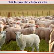 JW là gì
