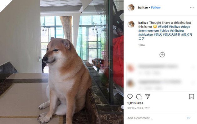 Meme Cheems là gì – Ênm đệnp léăm là gì – 1 tượng đài mới kế thừa Doge và ai cũng thấy thú vị – Gêm VN – Gêm.vn Trang thông tin về game