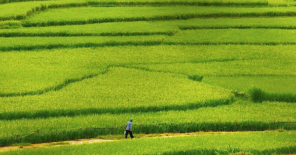 thâm canh là gì