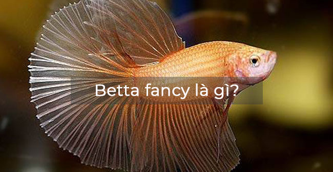 Fancy Là Gì? I Am So Fancy Là Gì?