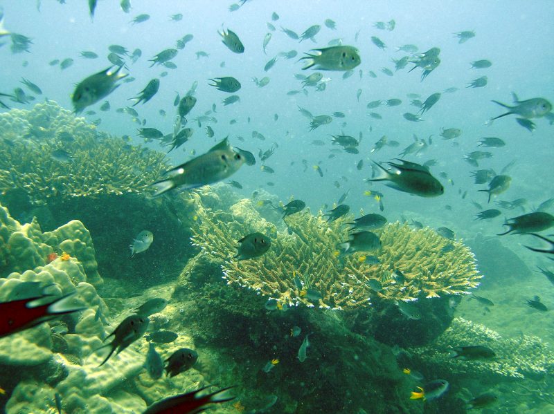 tập san là gì