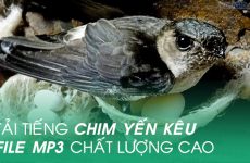 tắt âm thanh trên facebook