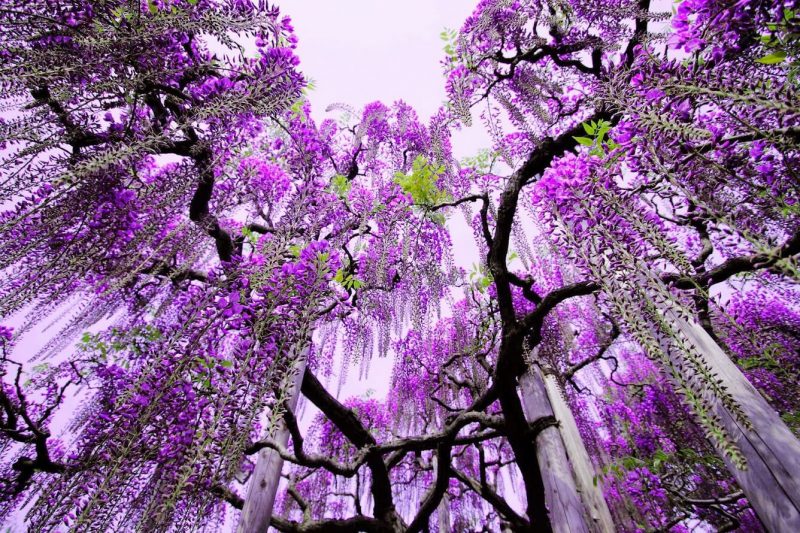 loài cây em yêu