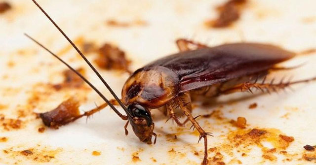 13 cách diệt gián hiệu quả và an toàn bằng phương pháp tự nhiên