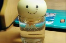 trồng tỏi trong nước