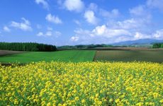 xóa ảnh trên picasa