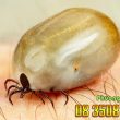 cách diệt gián