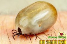 cách diệt gián