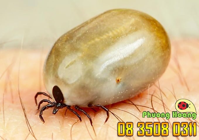 cách diệt gián