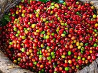 trình độ học vấn là gì
