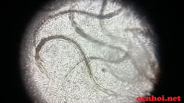Mẻ là gì? Nguyên liệu và cách làm mẻ từ cơm nguội không cần mẻ cái