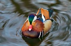 cách đổi hình nền máy tính