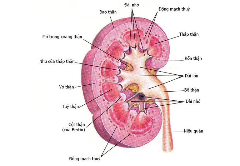 Qùa tết tặng bố mẹ