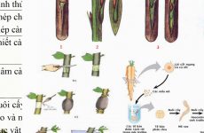 sinh sản vô tính là gì