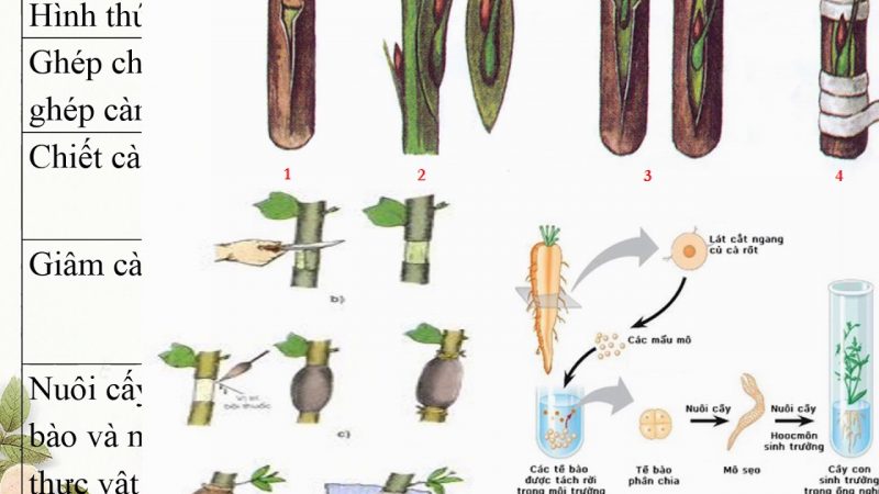 sinh sản vô tính là gì