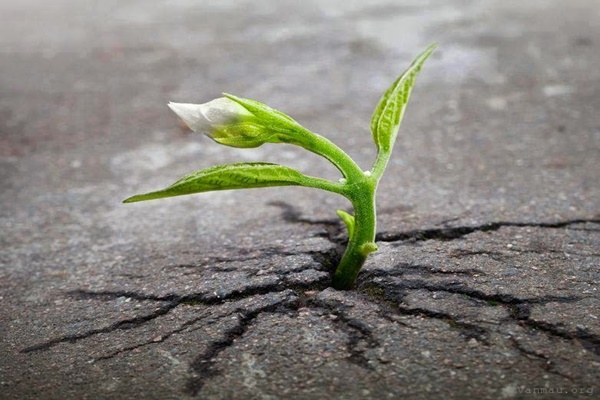 Ý nghĩa của nghị lực trong cuộc sống hiện nay