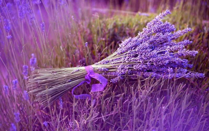 chia sẻ hay chia sẽ