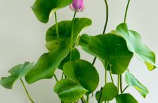 ngày tốt tháng 7