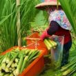 lời dẫn chương trình sinh nhật