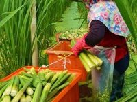 lời dẫn chương trình sinh nhật