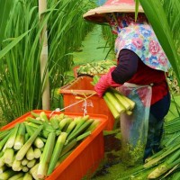 lời dẫn chương trình sinh nhật
