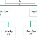 ncc là gì